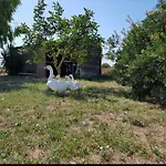 Salento Lapezzaaculuri Βίλα *