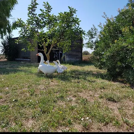 Salento Lapezzaaculuri Villa *